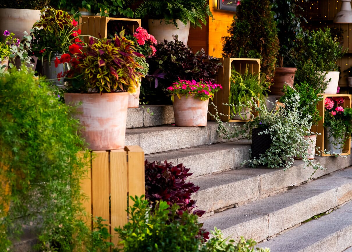 Enhance Your Restaurant Patio with Low Maintenance Plants